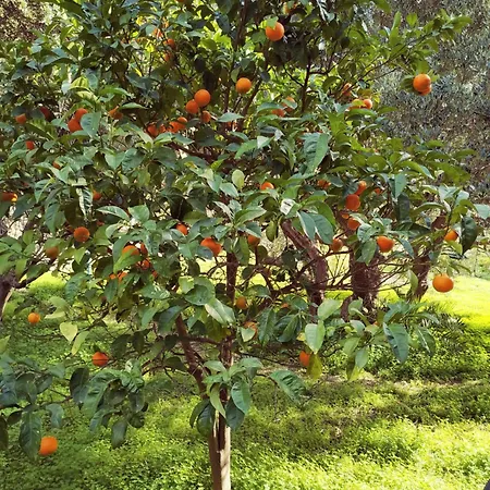 Oleander'S Garden Traditional Cretan Cottage Ferma Zimmer foto