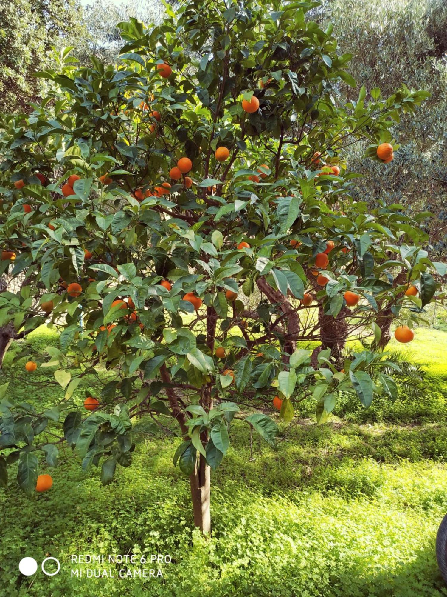 Oleander's Garden Traditional Cretan Aparthotel Ferma